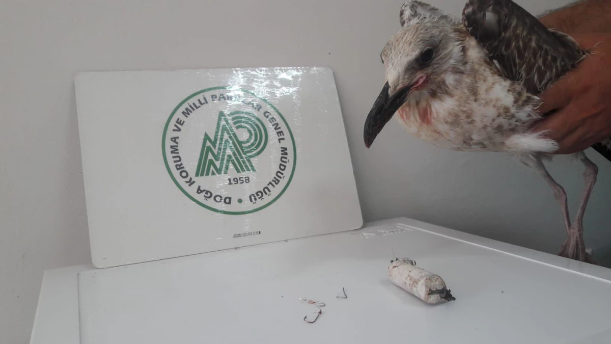 Çanakkale\'de ağzından 3 balık kancası çıkarılan martı doğaya salındı