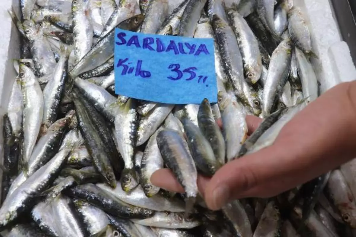 ÇANAKKALE\'DE AV SEZONU AÇILDI, SARDALYANIN KİLOSU 35 LİRAYA DÜŞTÜ