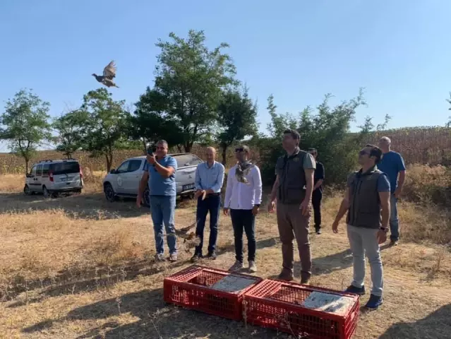 Edirne'de tarım alanlarındaki zararlılarla mücadele için doğaya 200 keklik salındı