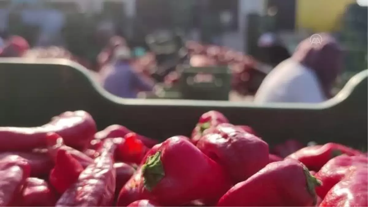 Hollanda\'ya yaklaşık bin ton salça ihraç edecek kooperatif, üretime devam ediyor