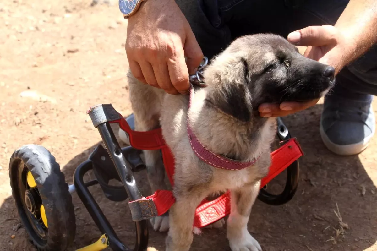 İnsanlık ölmemiş dedirten davranış: Patileri ezilen köpeği yürüteç ile ayağa kaldırdı