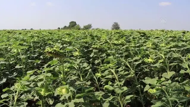 KIRKLARELİ - Trakya'da ayçiçeğinde dekar başına 200-350 kilogram ürün bekleniyor