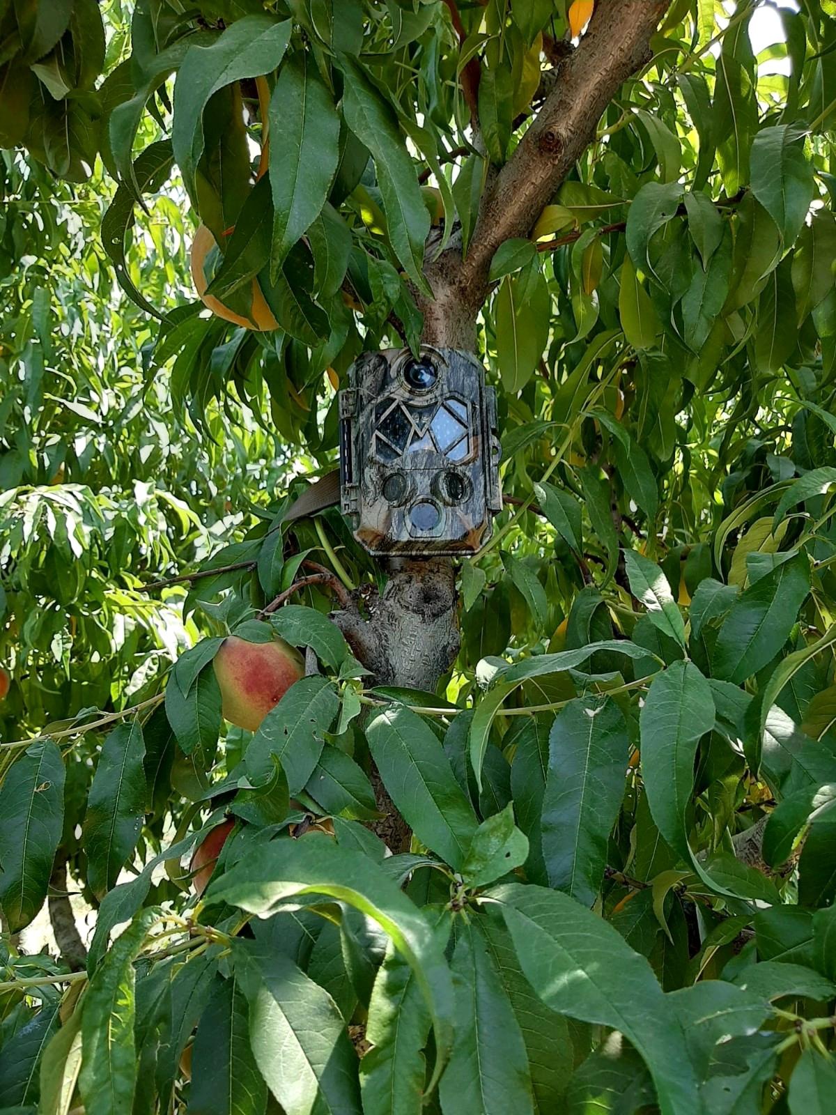 Meyve bahçelerine dadanan hırsızları foto kapanla yakalayacaklar