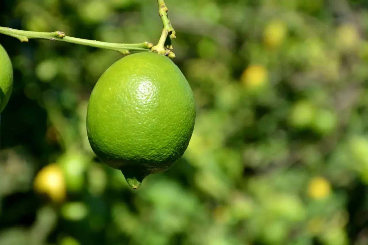 TİGEM 2 bin 200 ton limonu ihale ile satışa sunacak