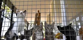 Yavru kediler sahiplenilmeyi bekliyor