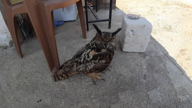 Adana'da yolda bitkin halde bulduğu puhu kuşuna evinde kuşa gözü gibi bakıyor