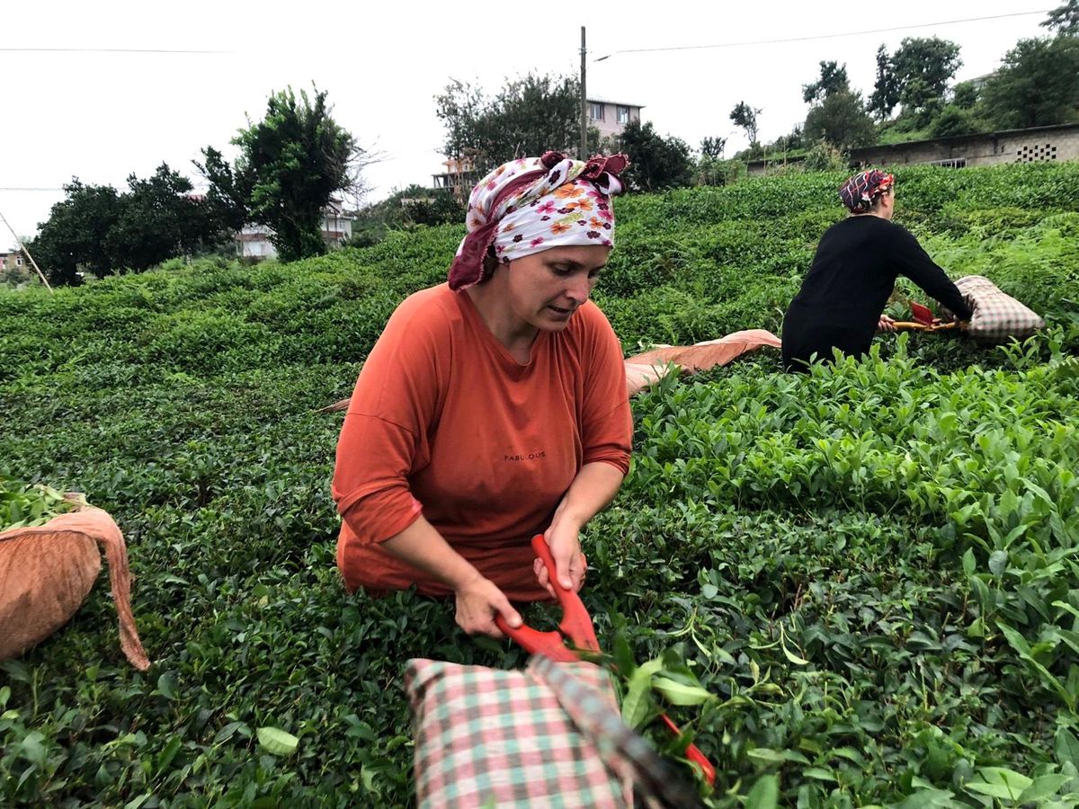 ÇAYKUR 2 günde üreticiden 9 bin 500 ton yaş çay aldı