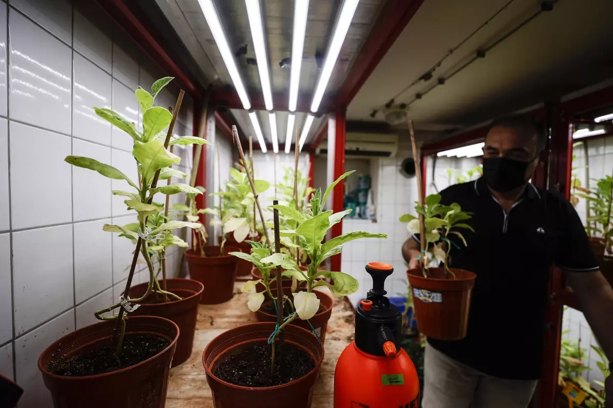 Domates üretimini olumsuz etkileyen virüse karşı dayanıklı yerli tohum geliştirildi