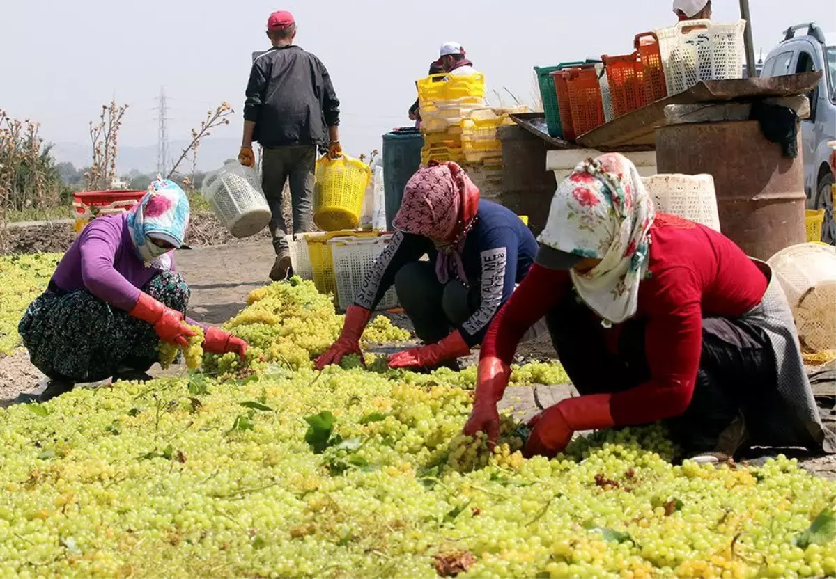 Gediz\'de hasat zamanı