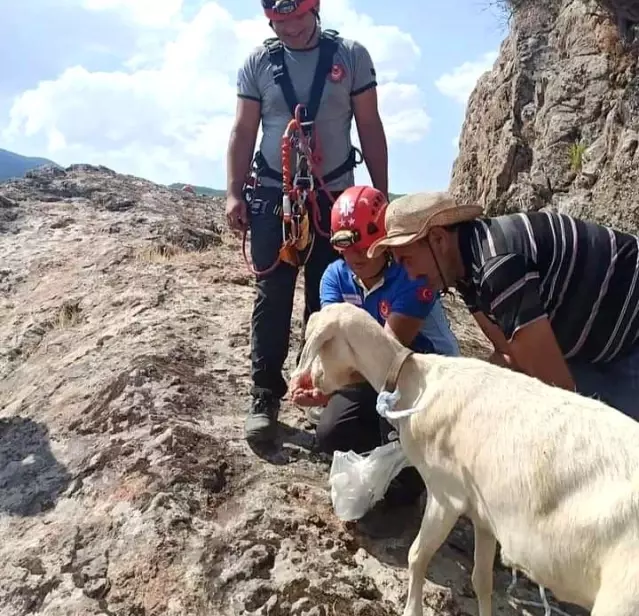 Son dakika haberleri! İzmir'de filmleri aratmayan keçi kurtarma operasyonu