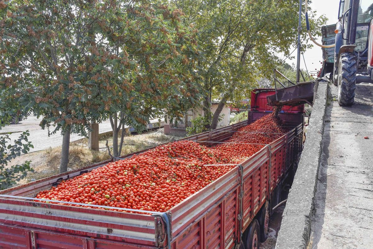 Karacabey\'in kırmızı elmasına talep çok