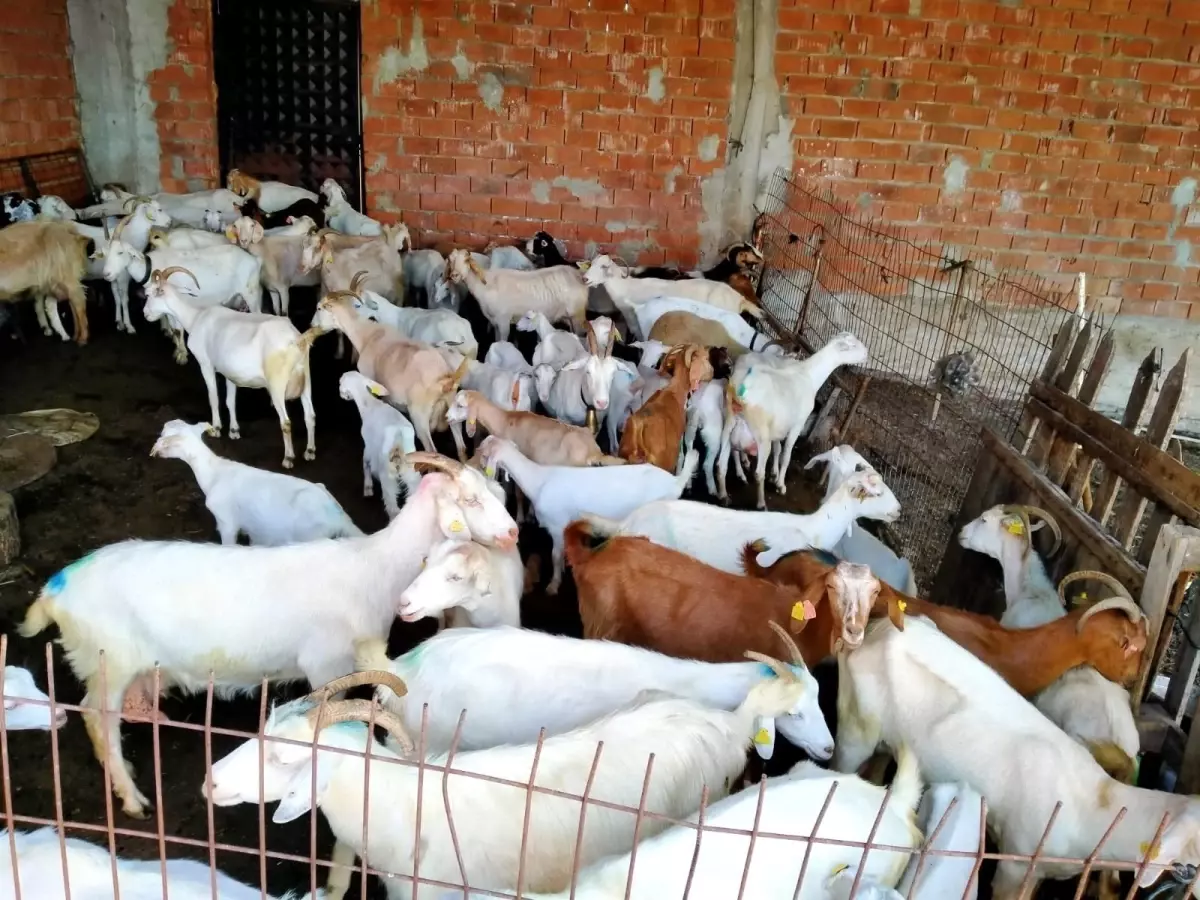 Kaybolan koyunları çalındı sandı