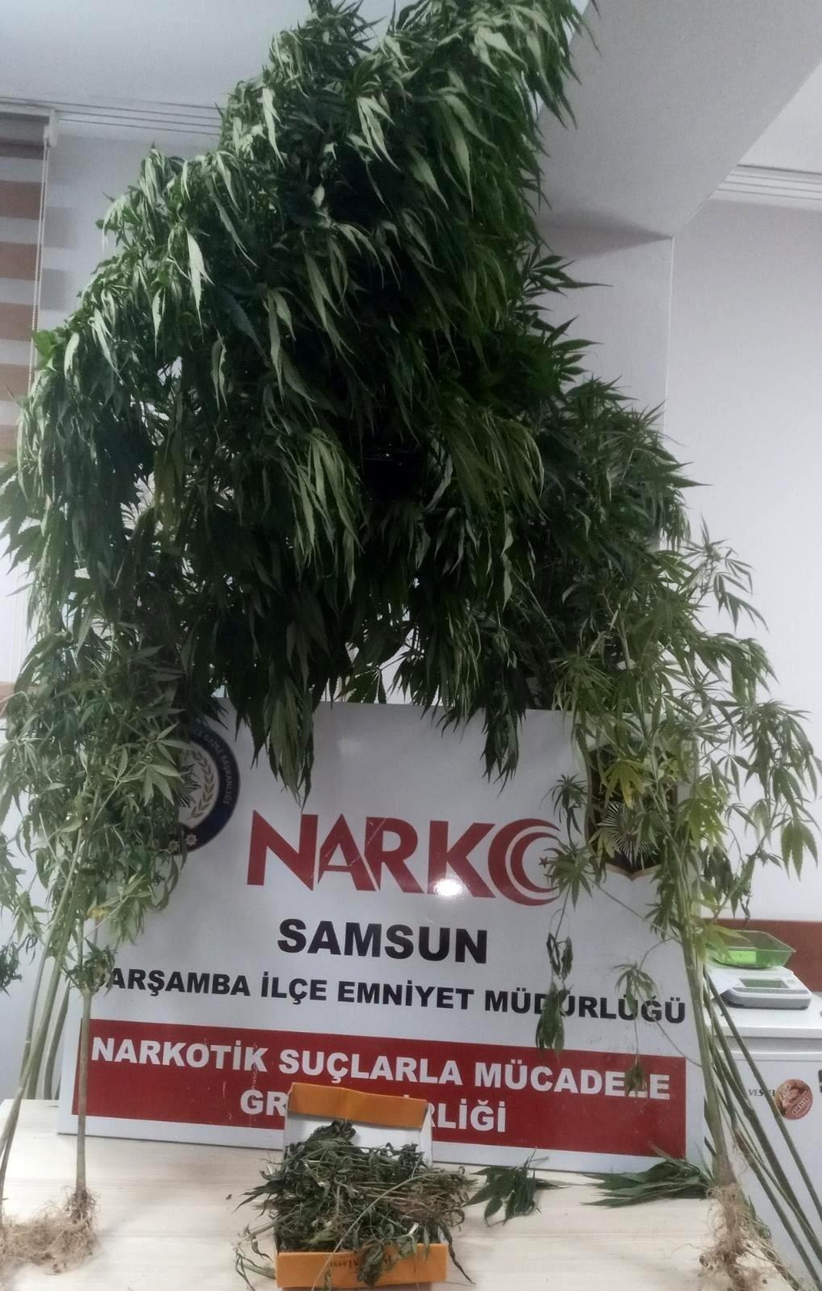 Kubar esrar ve kenevire 1 gözaltı