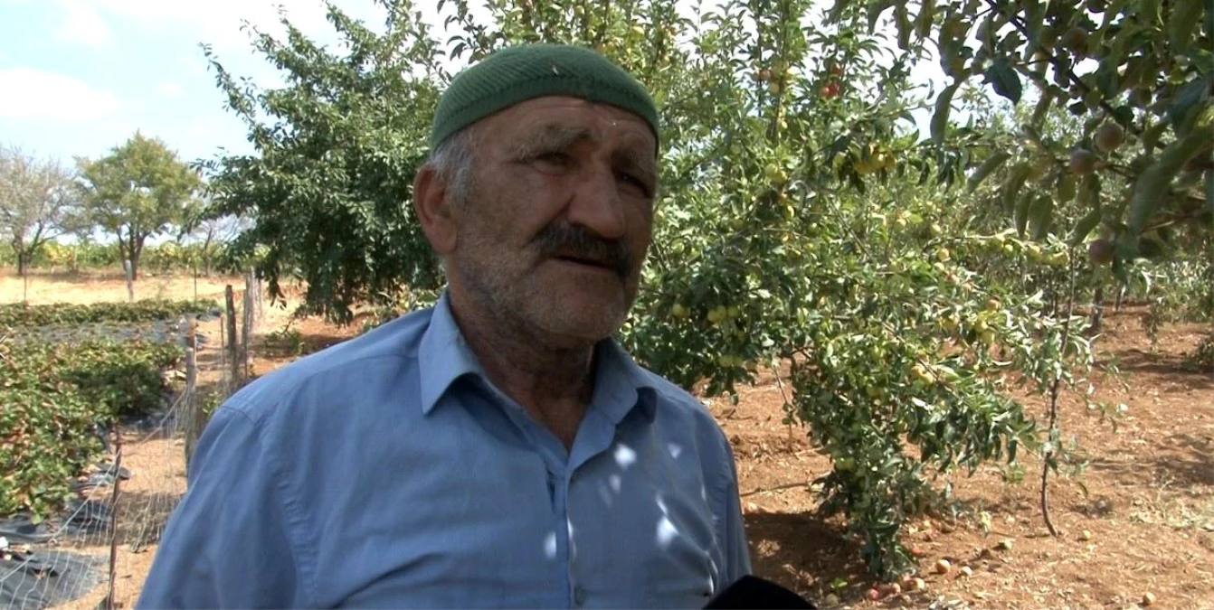 6 yıl önce derede bulduğu elma ağacı kökünden şimdi 5 ton hasat elde ediyor