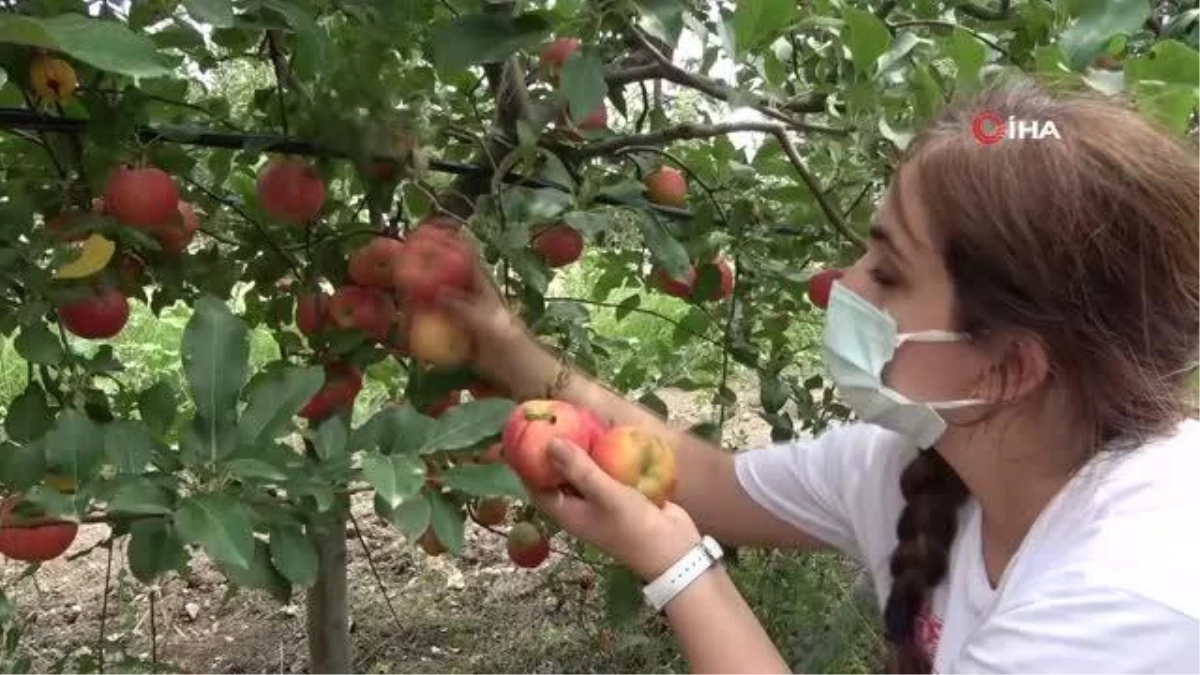 Okul bahçesinde yetiştirip ihtiyaç sahiplerine ulaştırıyorlar