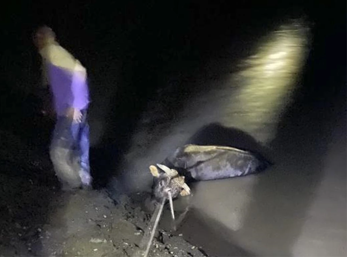 Sivas\'ta baraj gölünde mahsur kalan inek itfaiye ekiplerince kurtarıldı