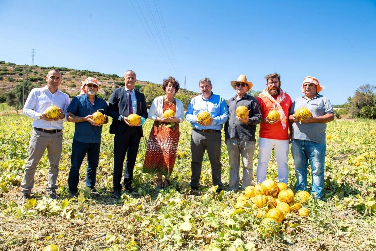 Tadı, dayanıklılığı, aromasıyla meşhur Çeşme kavunu tescillendi