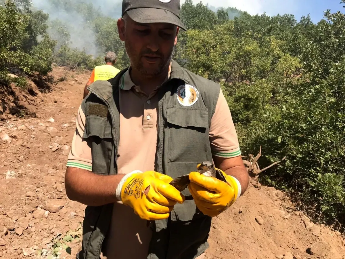 Son Dakika | Tunceli\'deki orman yangınları kontrol altına alındı