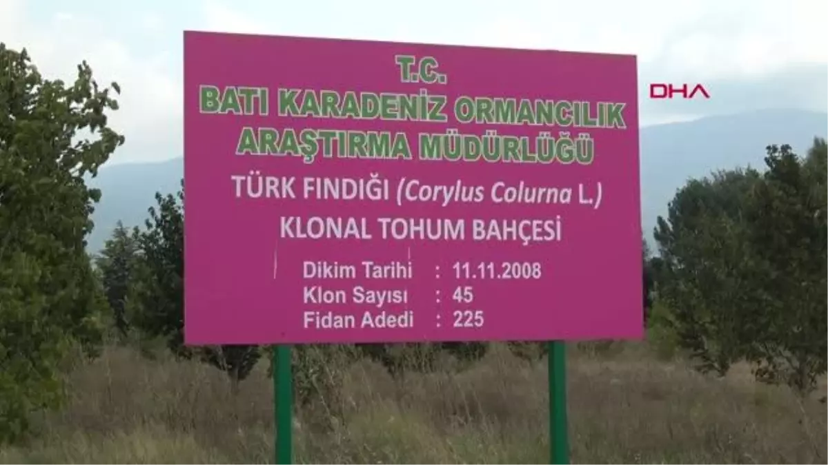 TÜRK FINDIĞI BOLU\'DA KORUNUYOR