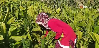 Tütün tarlasından, tıp fakültesine giden yolculuk