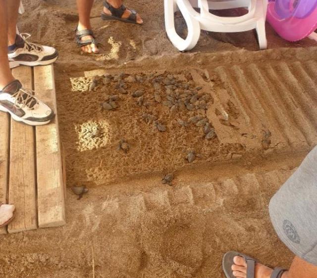 Antalya'daki caretta caretta ölümleri için iki otele 482 bin TL ceza kesildi