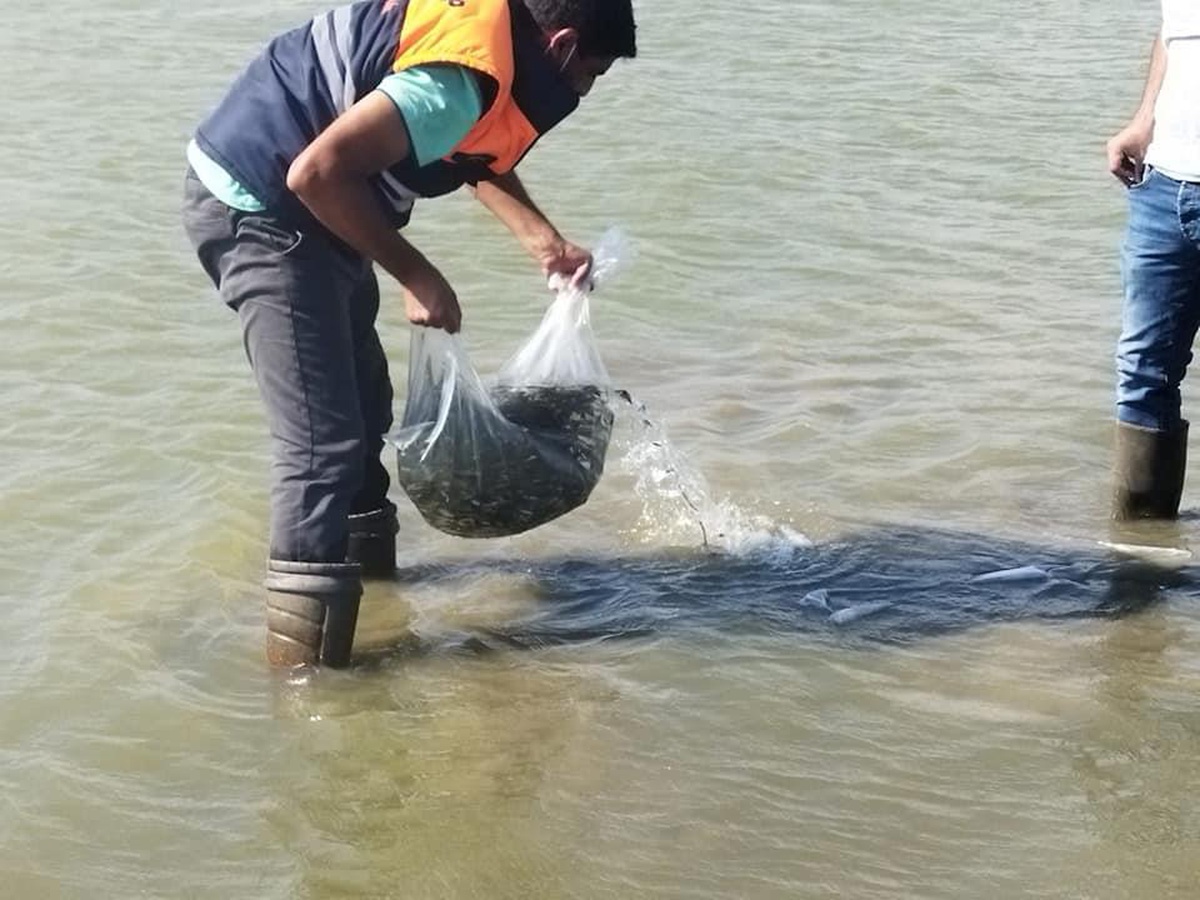 Gaziantep\'te Tahtaköprü Barajına balık bırakıldı