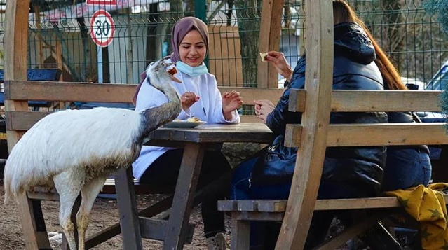 Gördüğü her şeyi yutuyordu! Karnından anahtarlık çıkan deve kuşundan kötü haber