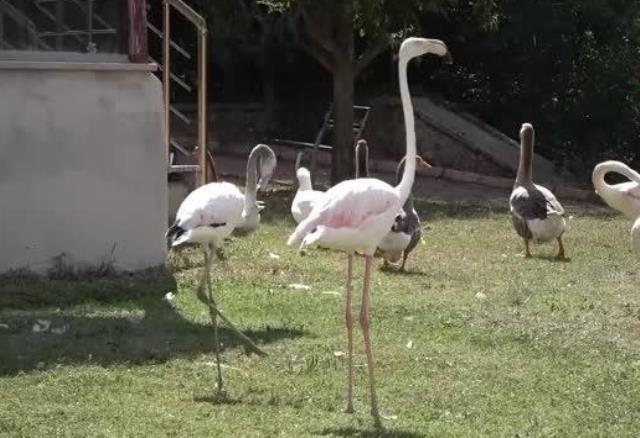 Gördüğü her şeyi yutuyordu! Ameliyatla karnından anahtarlık çıkarılan hırsız deve kuşundan kötü haber