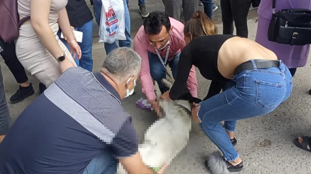 Dolmuş tarafından ezilen köpeğe, dakikalarca kalp masajı yaparak hayata döndürmeye çalıştılar