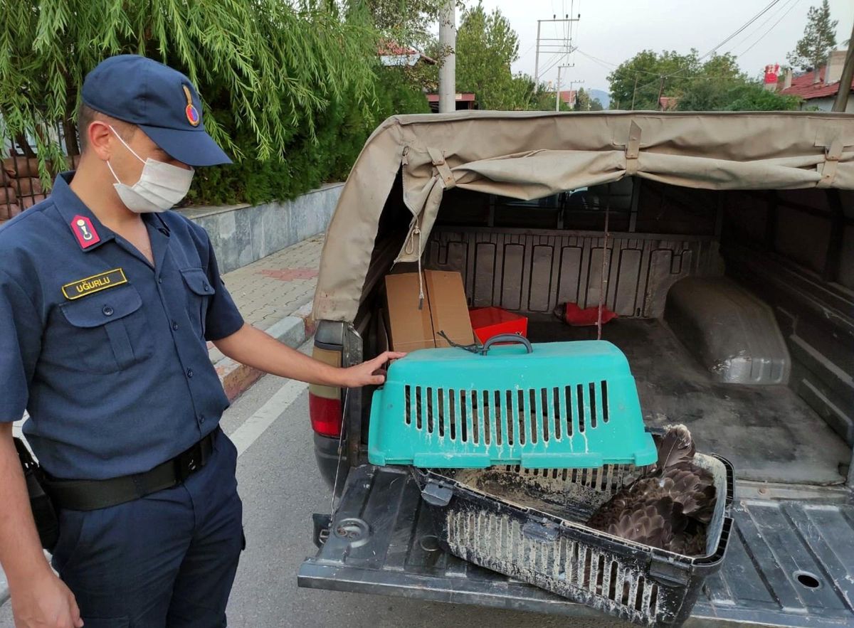 Son dakika haber | Jandarma ekipleri yaralı şahini besledi