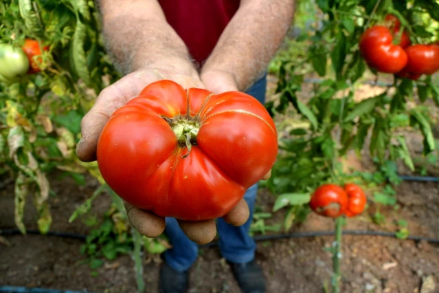 Ata tohumundan üretilen domateslerin her biri 1 kilo ağırlığına geliyor