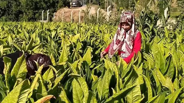 Tarlada çalışan genç kız, tam burslu tıp fakültesini kazandı