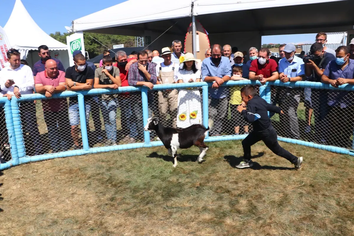 Tekirdağ\'da "oğlak yakalama yarışması" renkli görüntülere sahne oldu