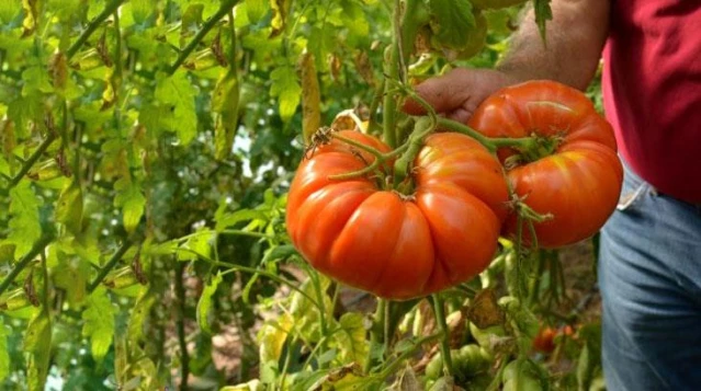 Ata tohumundan üretilen domateslerin her biri 1 kilo ağırlığına geliyor