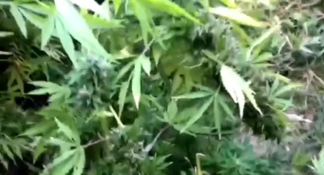 Barınak olarak kullandıkları alana hint keneviri diktiler Barınak olarak kullandıkları alana hint keneviri diktiler