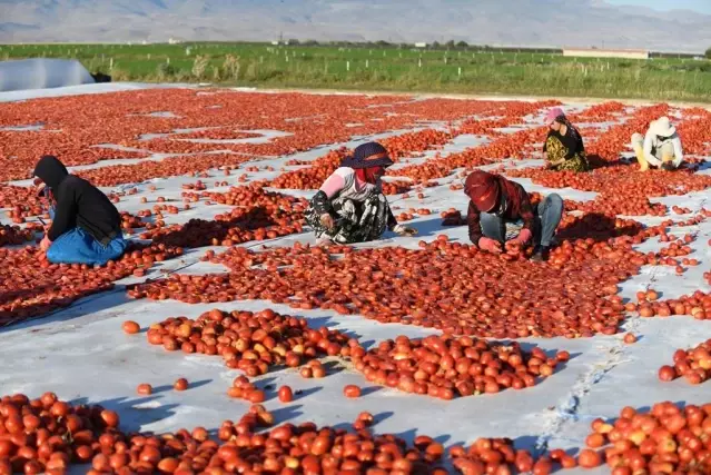 Erciyes'in etekleri kırmızıya boyandı Erciyes'in etekleri kırmızıya boyandı