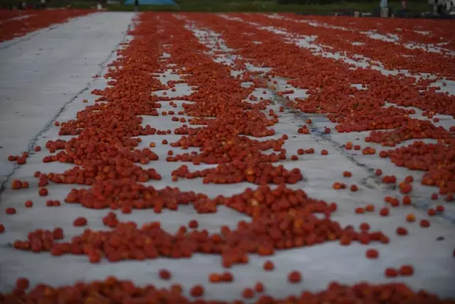 Erciyes'in etekleri kırmızıya boyandı Erciyes'in etekleri kırmızıya boyandı