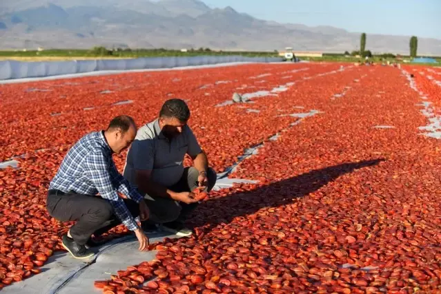 Erciyes'in etekleri kırmızıya boyandı Erciyes'in etekleri kırmızıya boyandı