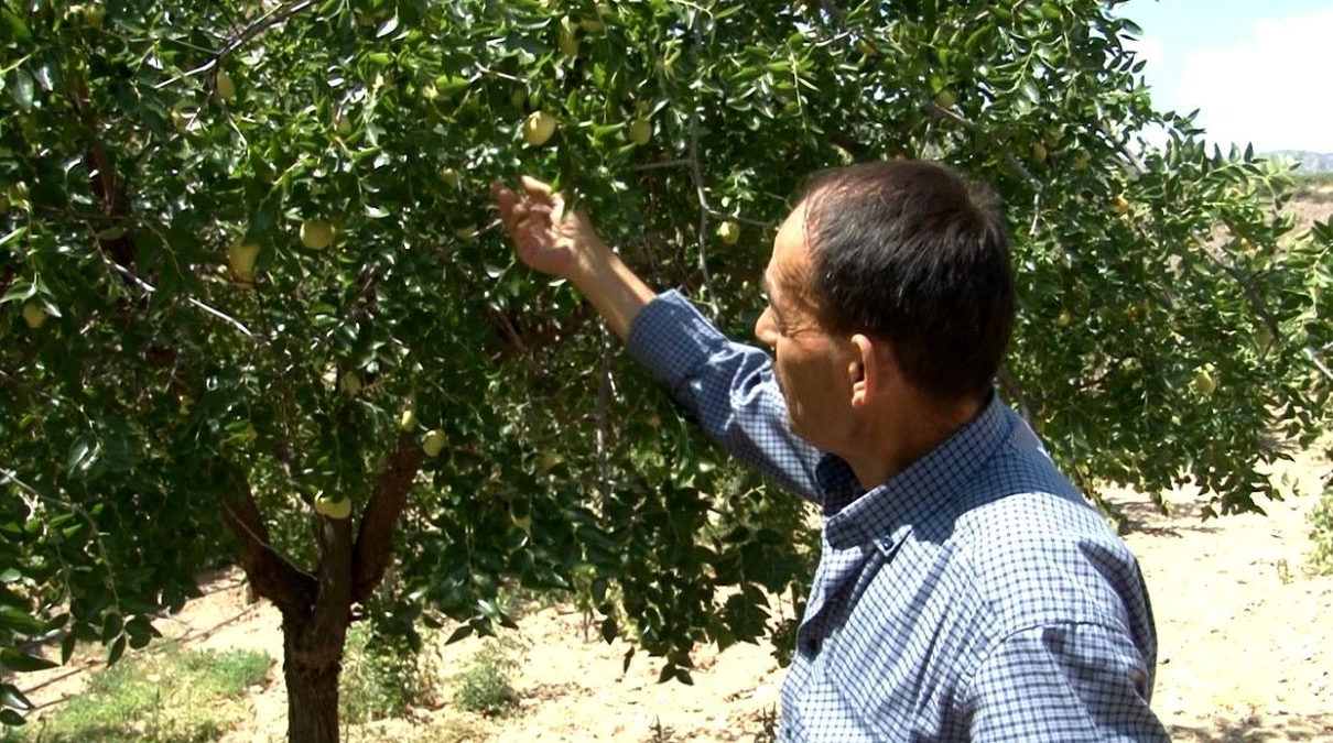 Belediye Başkanı\'nın geziden getirdiği hünnap meyvesi, tüm mahallenin geçim kaynağı oldu