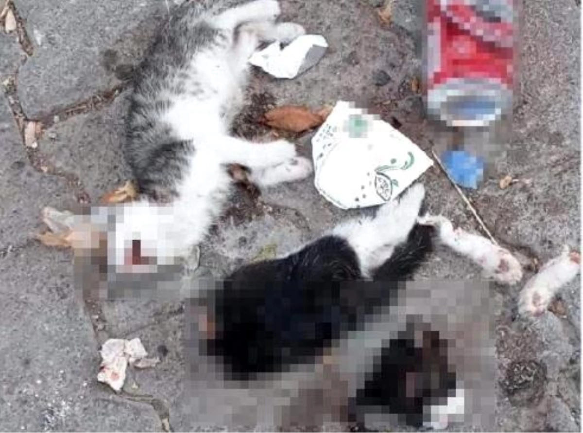 Giresun\'da iki kedi yavrusu canice öldürüldü