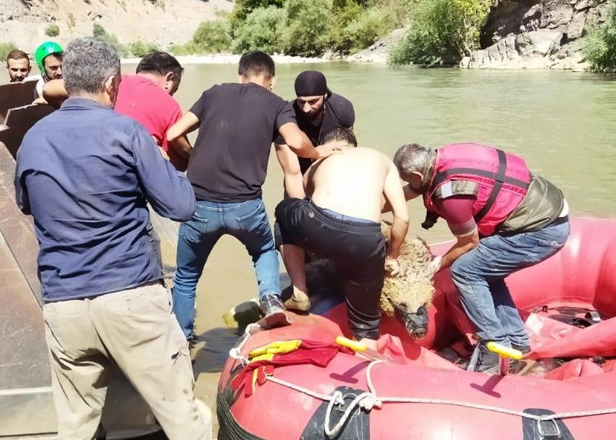 Hakkari\'de yaralı bulunan ayı tedavi için Van\'a gönderildi