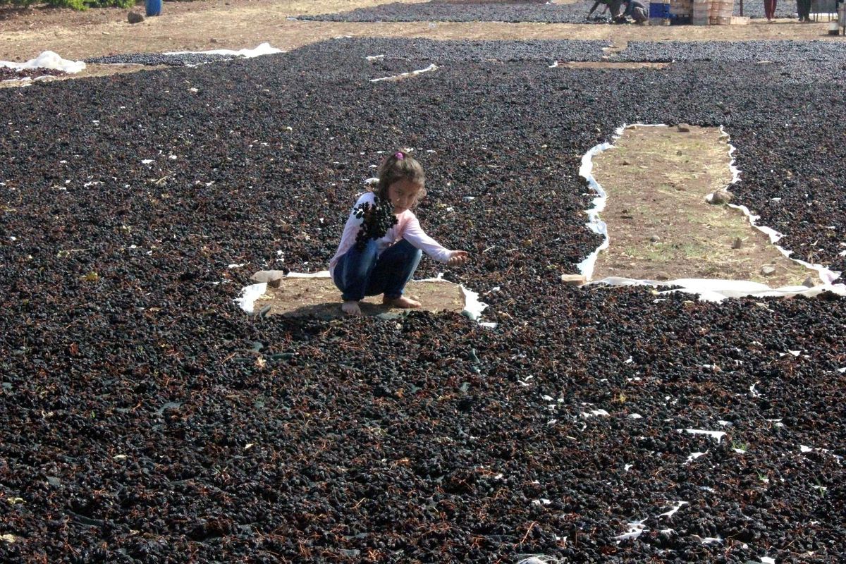 Kilis karası üzümünün de hasat sona erdi