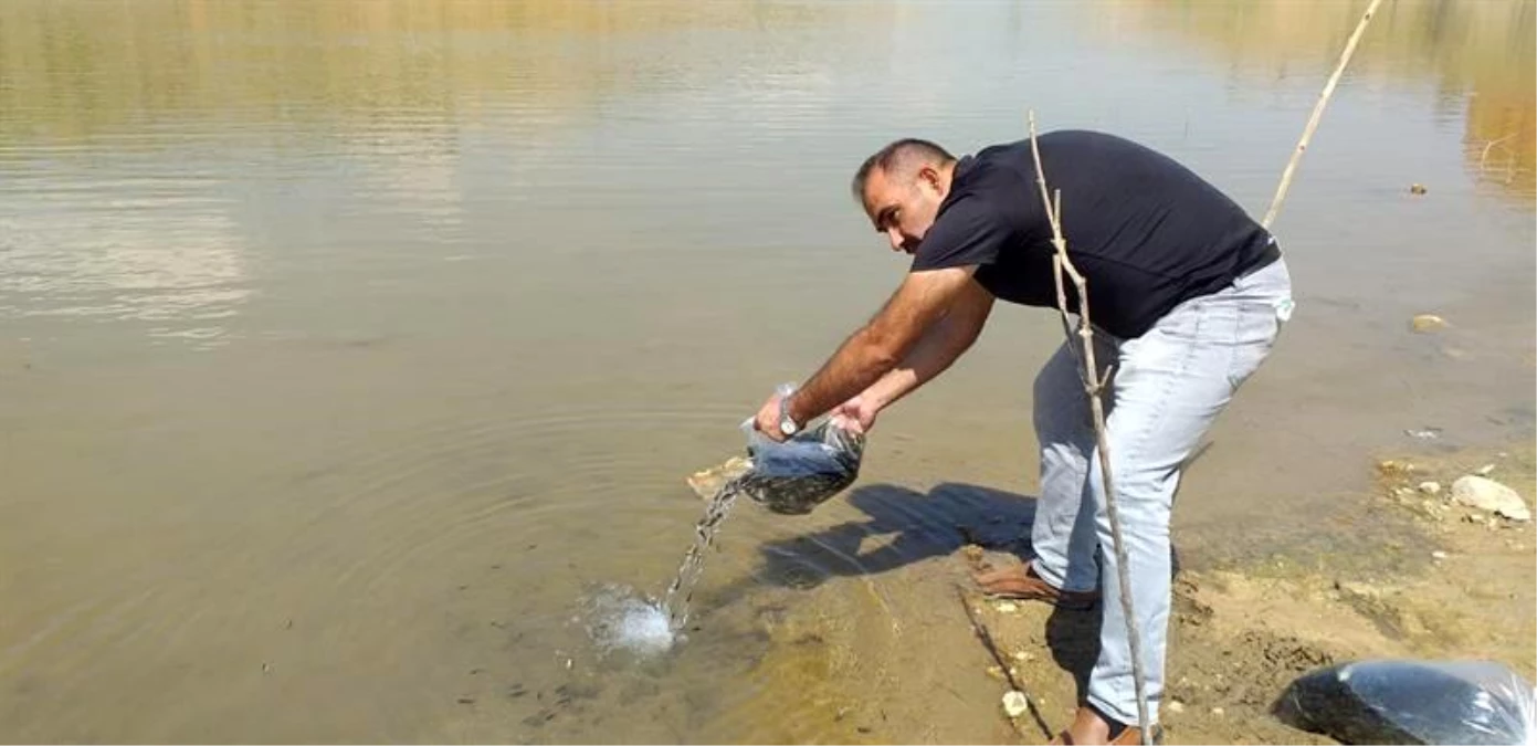 Malatya\'da göletlere 120 bin yavru balık bırakıldı
