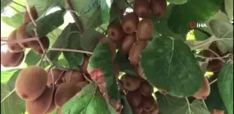 12 yıl önce ektiği fidan ekmek kapısı oldu