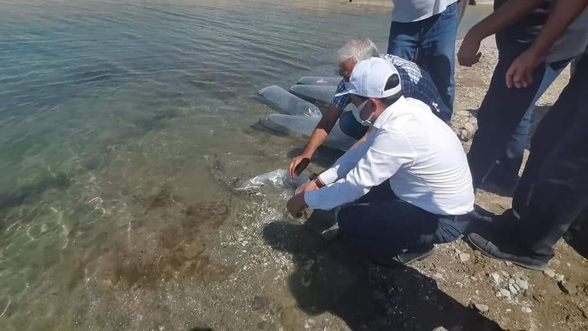 Baskil\'de 300 bin sazan baraj gölüne bırakıldı