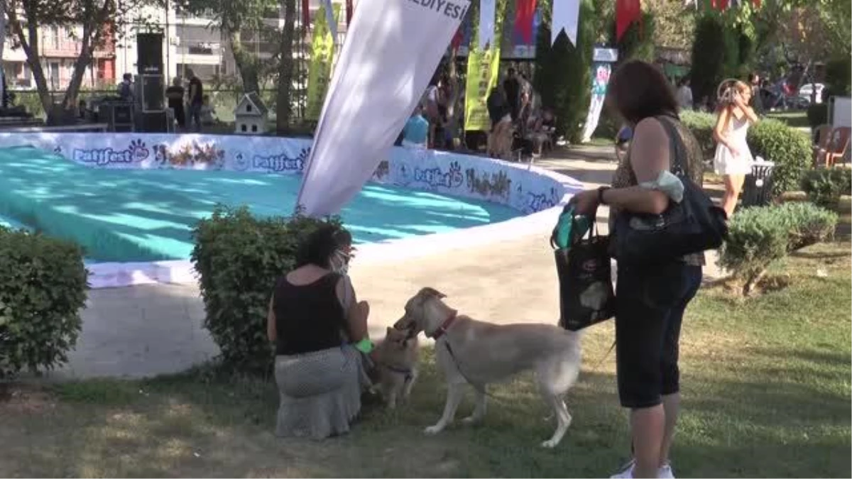 Denizli Pati Festivali\'nde köpekler sokak hayvanları için yarıştı