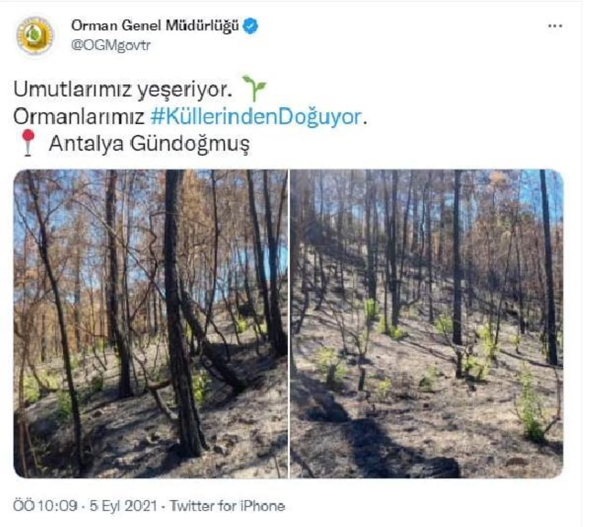 Gündoğmuş\'ta yanan ormanlar yeniden yeşilleniyor