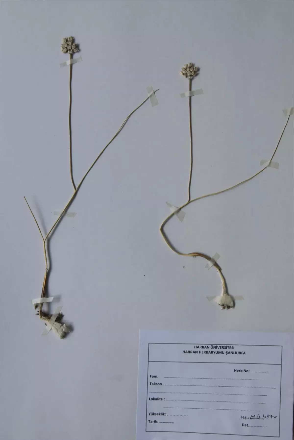 Mardin\'de yeni bir yabani soğan türü bulundu