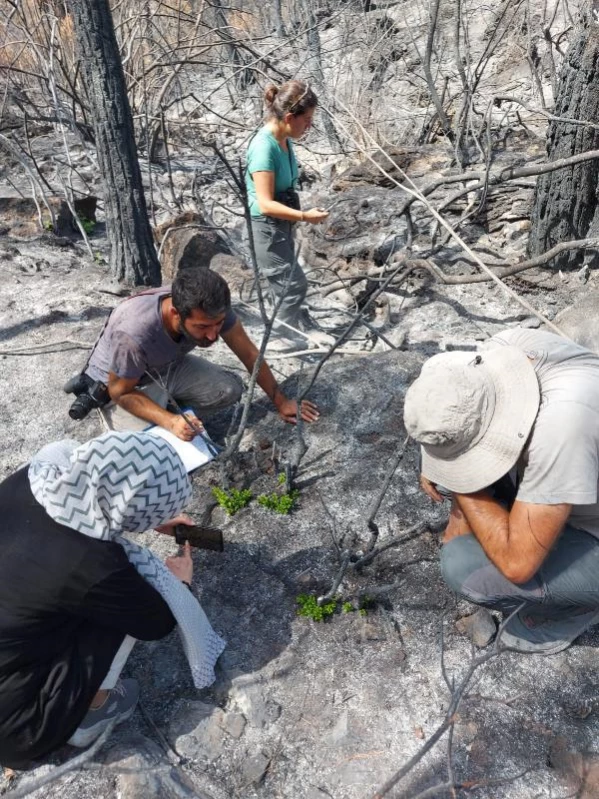 Son dakika gündem: Muğla'da yanan 'özel bölgeler' için ekolojik kurtarma operasyonu