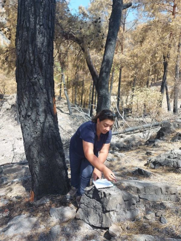 Son dakika gündem: Muğla'da yanan 'özel bölgeler' için ekolojik kurtarma operasyonu